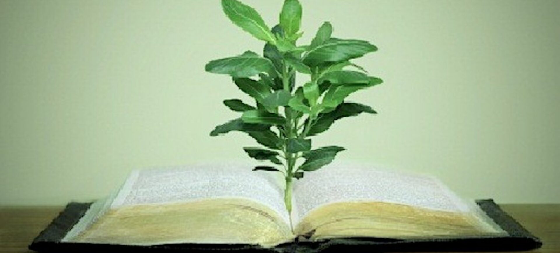Old book (bible) with plant, on green background